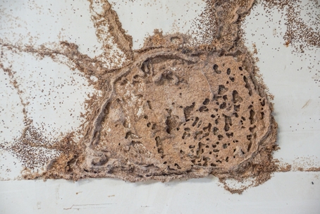 Termite nest on white wooden wall of a room | American Pest Solutions