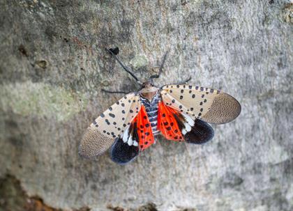 A close-up of a spotted lanternfly sitting on the bark of a maple tree. | American Pest Solutions