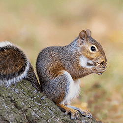 Squirrel eating nuts on a log.