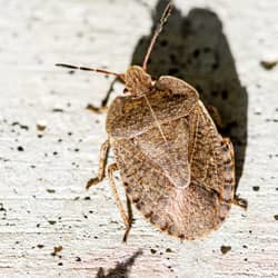 A close up image of a stink bug on the ground