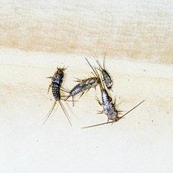 silverfish crawling on books