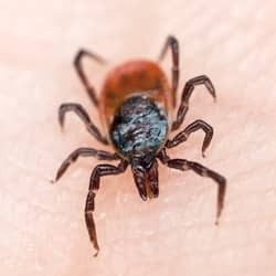 Tick crawling on someone's skin.