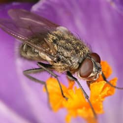 A close up image of a cluster fly on a flower