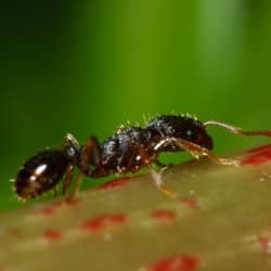 Pavement Ant crawling on a plant.
