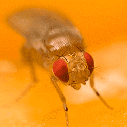 A close up image of a fruit fly's head