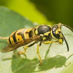A yellow jacket outside on a plant