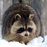 A close up image of a raccoon on the ground covered in snow