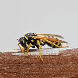 a aper wasp on a wooden fence