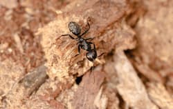 Carpenter Ant crawling on wood chips.