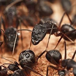 Large colony of Carpenter Ants on a Hartford sand pile.