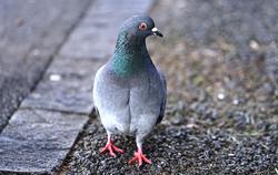 Pigeon on the ground