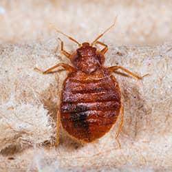 A close up image of a bed bug