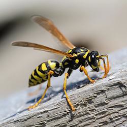 Large wasp crawling on a wooden surface.