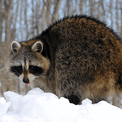 A raccoon standing on the ground covered with snow