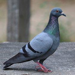 A pigeon standing on a concrete ground