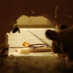 A mice looking outside a hole and seeing a mouse trap