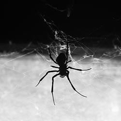 A spider making a web