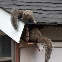 Squirrels on a roof