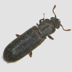 A close up image of a powder post beetle