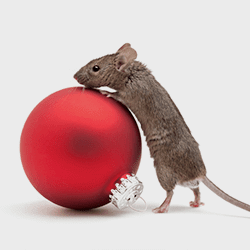 A mice standing on its hind legs using a Christmas ball
