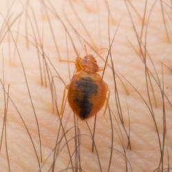 Bed bug crawling on skin