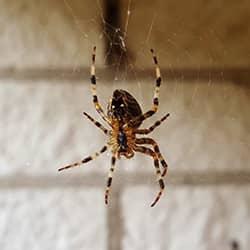House spider hanging in its web in a basement.