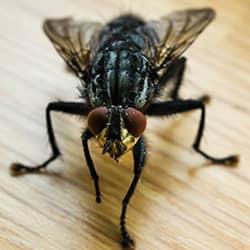 House fly on a wooden surface.