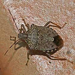 A close up image of a stink bug on a surface