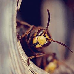 Stinging insects in New England.