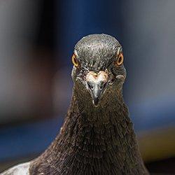 A close up image of a pigeon's head