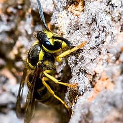 A black and yellow wasp crawling along the stone wall of a new england home