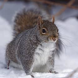 Squirrel on snow.