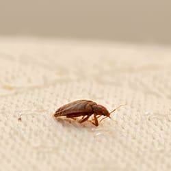Bed bug on mattress.
