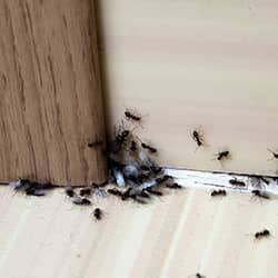 Many ants in a kitchen