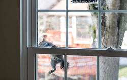A squirrel climbing a closed window