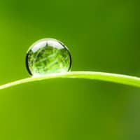 Water droplet on a green grass blade.