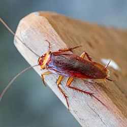 Cockroach on table