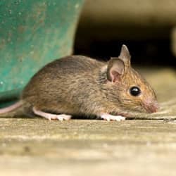 Mouse on a patio.
