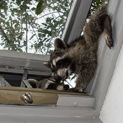 A raccoon climbing an open window