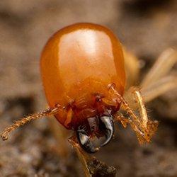 Termite infestation in a Hartford Connecticut home.