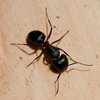 carpenter-ant-in-Hartford-ct