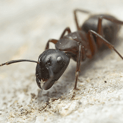 Carpenter Ant crawling on sand.