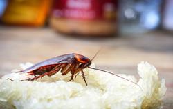 Cockroach eating rice in a kitchen.