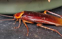 A cockroach crawling on a surface area