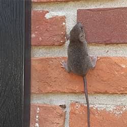 A mice climbing a brick wall