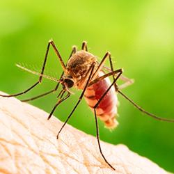 Mosquito biting skin