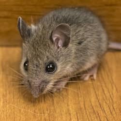 Mouse in a Springfield home.