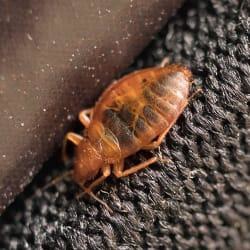 Small bed bug infesting furniture in Springfield.