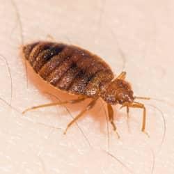 A close up image of a bed bug on skin