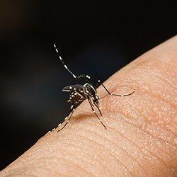Mosquito biting skin